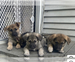 Small Photo #13 German Shepherd Dog Puppy For Sale in BURTON CITY, OH, USA