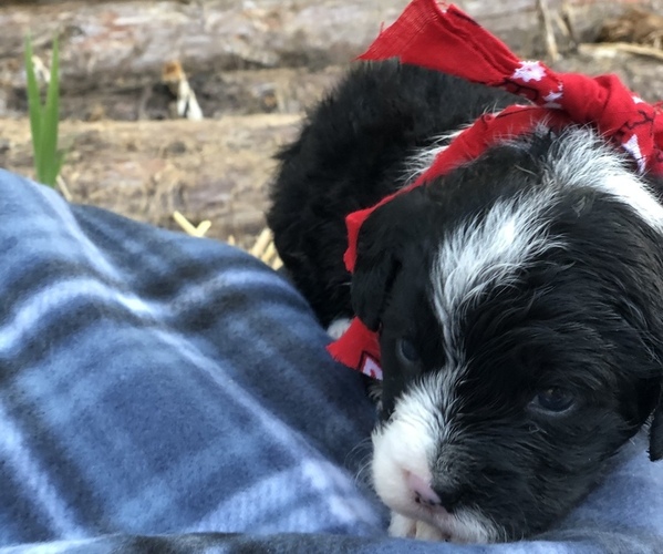 Medium Photo #24 Poodle (Toy)-Texas Heeler Mix Puppy For Sale in MARQUAND, MO, USA