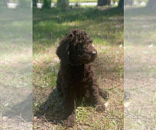 Medium Photo #3 Poodle (Standard) Puppy For Sale in KITTY HAWK, NC, USA