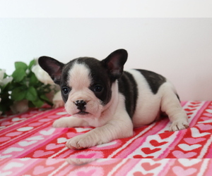 French Bulldog Puppy for sale in SHILOH, OH, USA