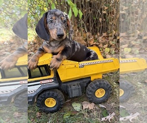 Dachshund Puppy for sale in MIDDLEBURY, IN, USA
