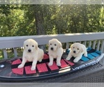 Small #1 English Cream Golden Retriever