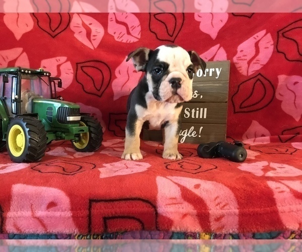 Medium Photo #9 Olde English Bulldogge Puppy For Sale in CYNTHIANA, IN, USA