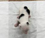 Small #1 American Bulldog