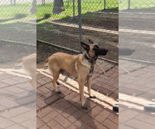 Medium Photo #2 Mutt Puppy For Sale in Imlay City, MI, USA