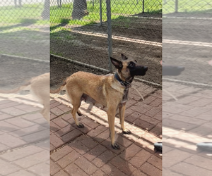 Ms Maddie - Located in Texas - Female Mutt Dog for Adoption - Photo #2