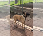 Small #1 Mutt