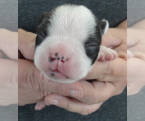Boston Terrier Puppy for sale in CRKD RVR RNCH, OR, USA