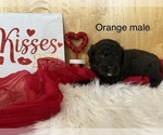 Small Photo #10 Goldendoodle Puppy For Sale in LAPOINT, UT, USA