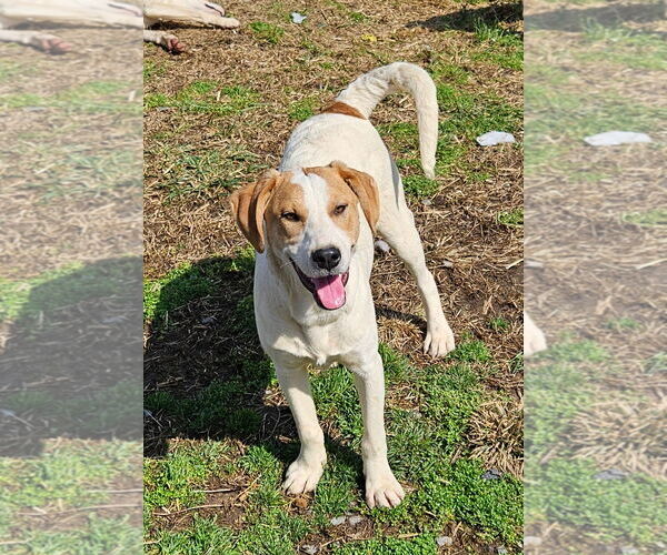 Medium Photo #3 English Foxhound-Unknown Mix Puppy For Sale in Tracy City, TN, USA