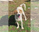 Small #2 English Foxhound Mix