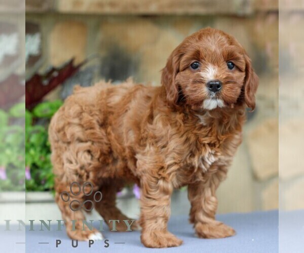 Medium Photo #3 Cavapoo Puppy For Sale in EAST EARL, PA, USA