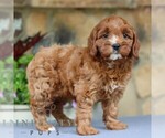 Small #2 Cavapoo