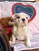 Small Photo #1 Bulldog Puppy For Sale in OXFORD, CT, USA