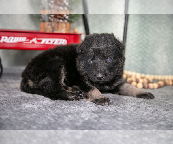 Medium Photo #17 German Shepherd Dog Puppy For Sale in NAPPANEE, IN, USA