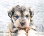 Small Photo #39 Schnauzer (Miniature) Puppy For Sale in SYRACUSE, IN, USA
