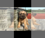 Small #2 Brussels Griffon