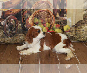 Mother of the Cavalier King Charles Spaniel puppies born on 12/30/2024
