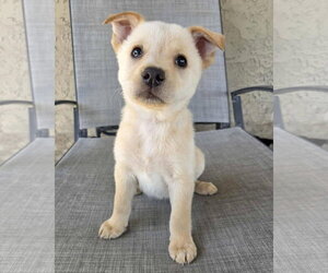 Nutterbutter - Female Mutt Dog for Adoption - Photo #6
