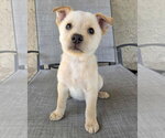 Small #5 Mutt