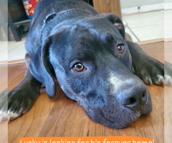 Medium Photo #4 American Pit Bull Terrier-Unknown Mix Puppy For Sale in Chandler, AZ, USA