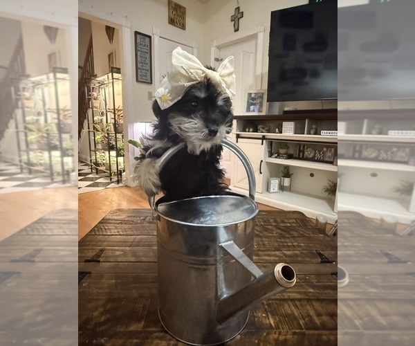 Medium Photo #7 Schnoodle (Miniature) Puppy For Sale in DINWIDDIE, VA, USA