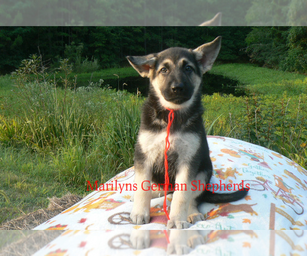 Medium Photo #1 German Shepherd Dog Puppy For Sale in PIEDMONT, MO, USA