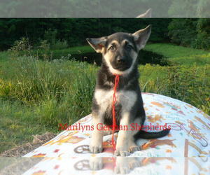 German Shepherd Dog Puppy for Sale in PIEDMONT, Missouri USA