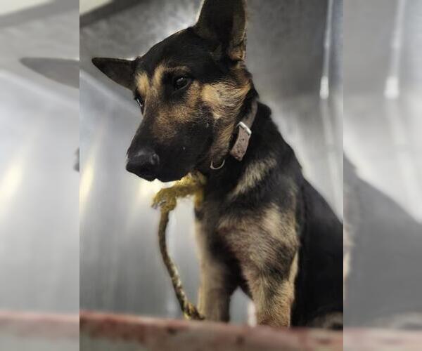 Medium Photo #1 German Shepherd Dog-Unknown Mix Puppy For Sale in San Antonio, TX, USA