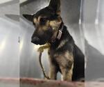 Small German Shepherd Dog Mix