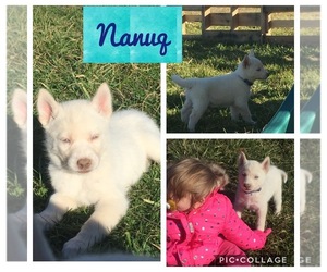 Siberian Husky Puppy for sale in AVA, MO, USA