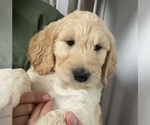 Small #1 Goldendoodle