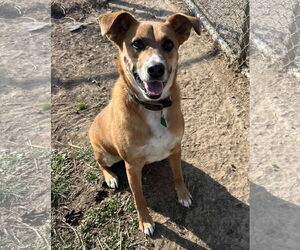 Feist Terrier-Unknown Mix Dogs for adoption in Pryor, OK, USA