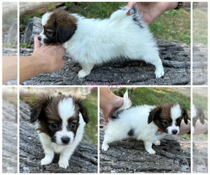 Papillon Puppy for sale in ELK RIVER, MN, USA