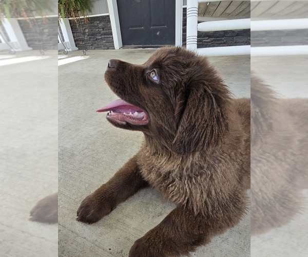 Medium Photo #8 Newfoundland Puppy For Sale in TILTON, IL, USA