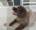 Small #7 Newfoundland