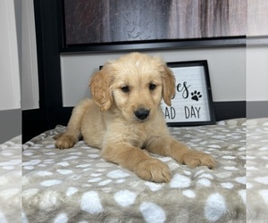 Golden Retriever Puppy for sale in INDIANAPOLIS, IN, USA