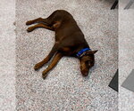 Small #16 Doberman Pinscher