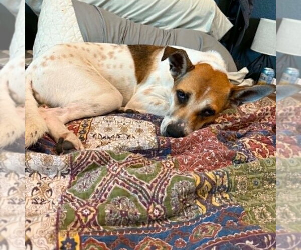 Medium Photo #4 Mutt Puppy For Sale in Canton, CT, USA