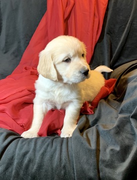 Medium Photo #2 Golden Retriever Puppy For Sale in MORGANTOWN, IN, USA