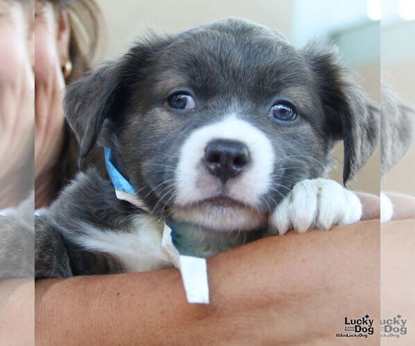 Medium Photo #2 Rat Terrier-Unknown Mix Puppy For Sale in Washington, DC, USA