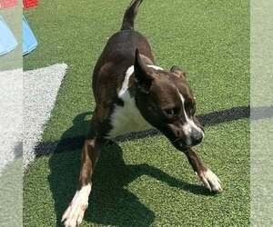 Selena - Female Boxer-Unknown Mix Dog for Adoption - Photo #3