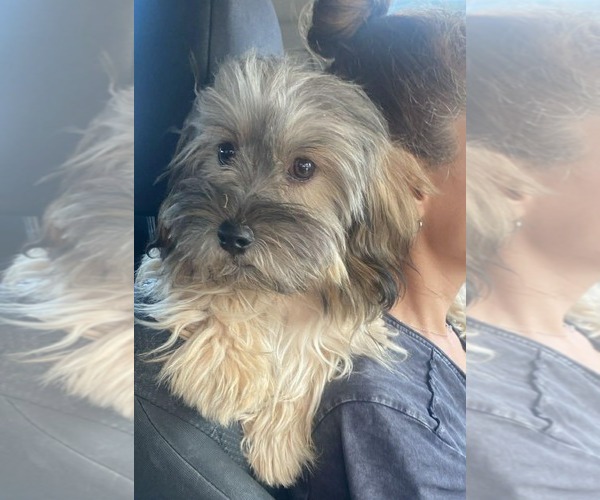 Medium Photo #3 Havanese Puppy For Sale in Escondido, CA, USA