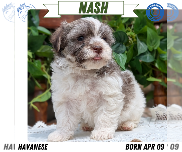 Medium Photo #1 Havanese Puppy For Sale in GOSHEN, IN, USA