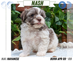Puppy Nash Havanese