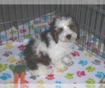 Small Photo #9 Poochon Puppy For Sale in ORO VALLEY, AZ, USA