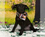 Small American Pit Bull Terrier-Labrador Retriever Mix