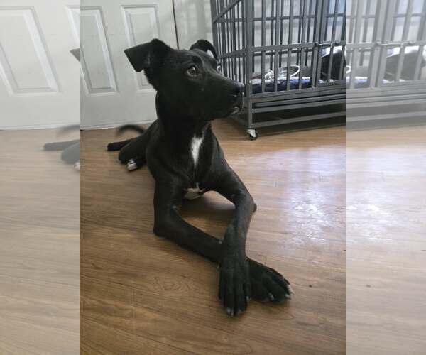 Medium Photo #2 American Pit Bull Terrier-Unknown Mix Puppy For Sale in Oakhurst, NJ, USA