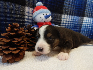 Australian Shepherd Puppy for sale in CANTON, OH, USA