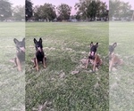 Small Photo #3 Belgian Malinois Puppy For Sale in BAKERSFIELD, CA, USA